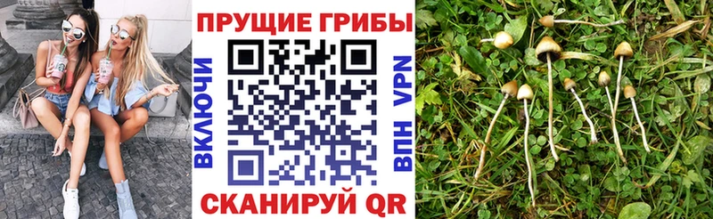 Галлюциногенные грибы Psilocybine cubensis  где продают   Павловск 
